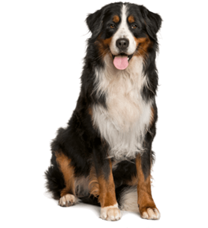 whole pet