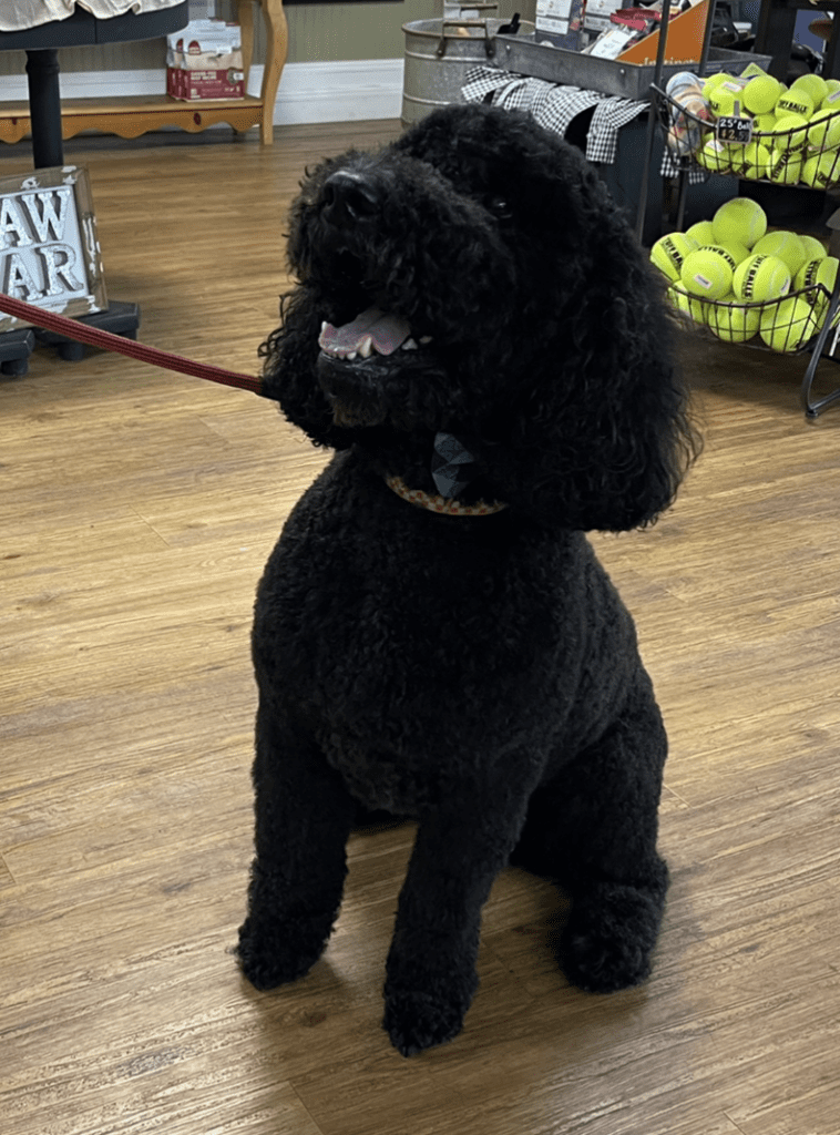 Dog After Grooming Shopping