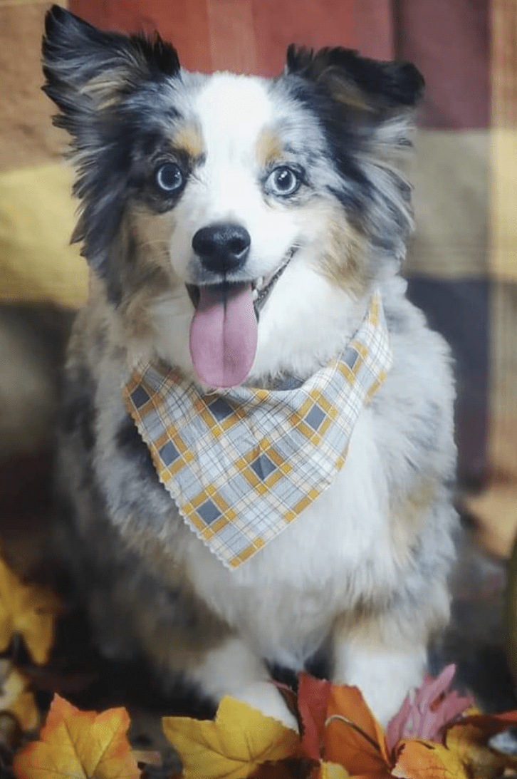 pet supplies fayetteville