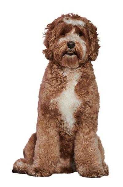 dog grooming whole pet