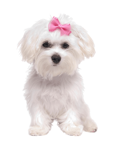 dog grooming whole pet