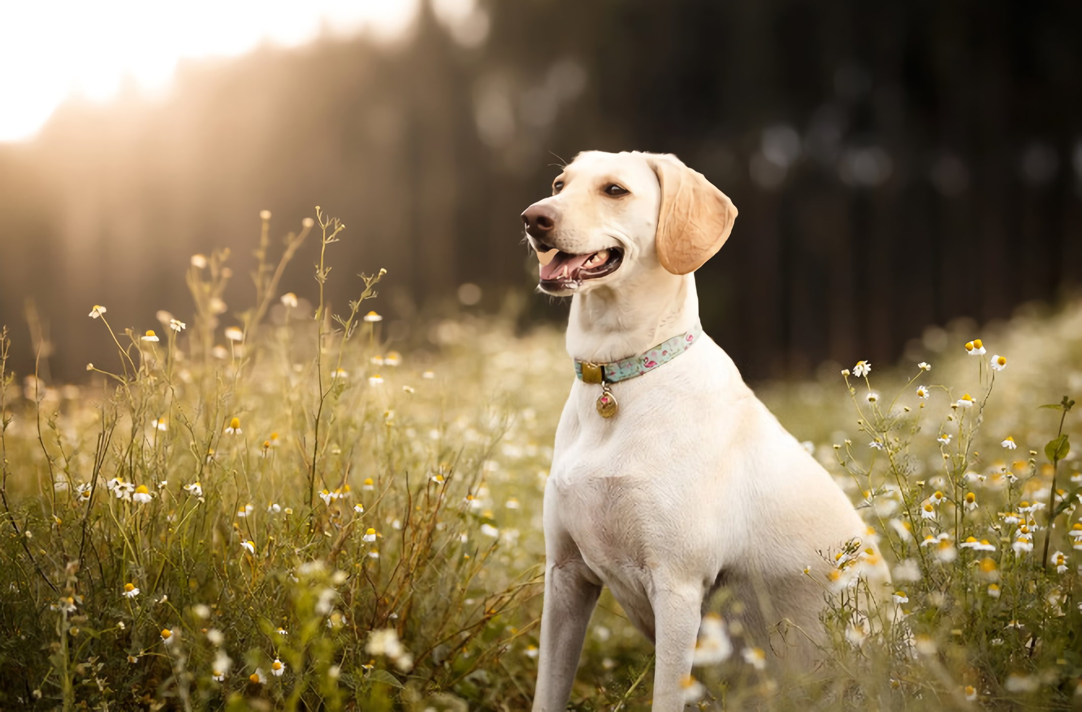 dog in field with sun setting whole pet