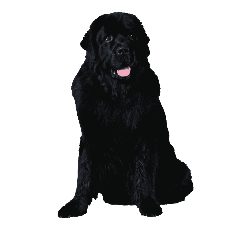 whole pet