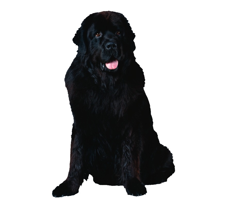 Newfoundland hot sale grooming prices