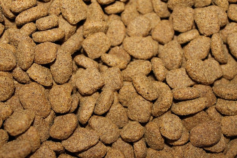 kibble-855419_1920