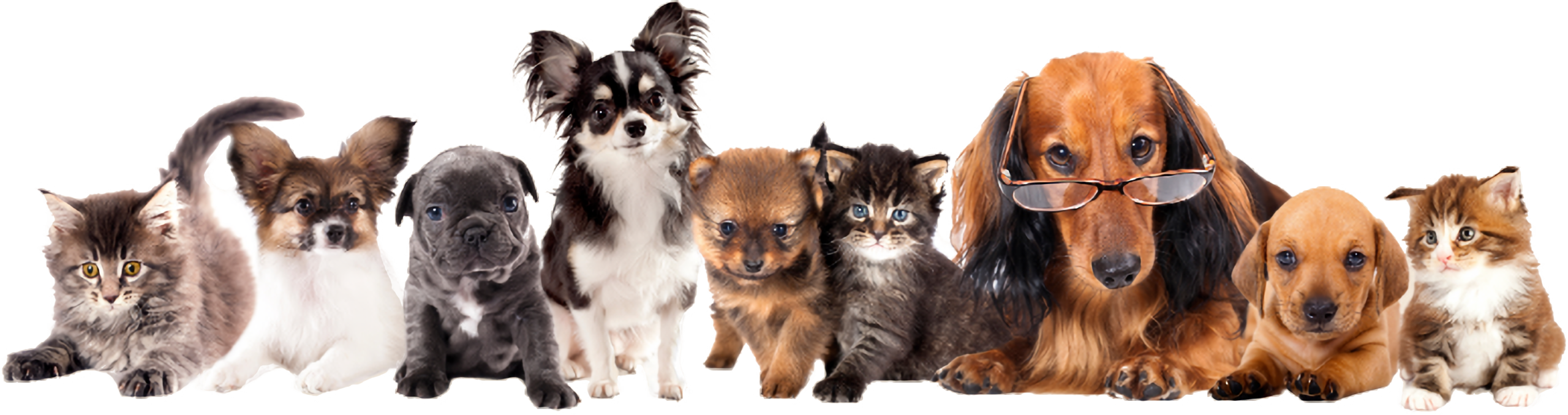 animals Contact Us