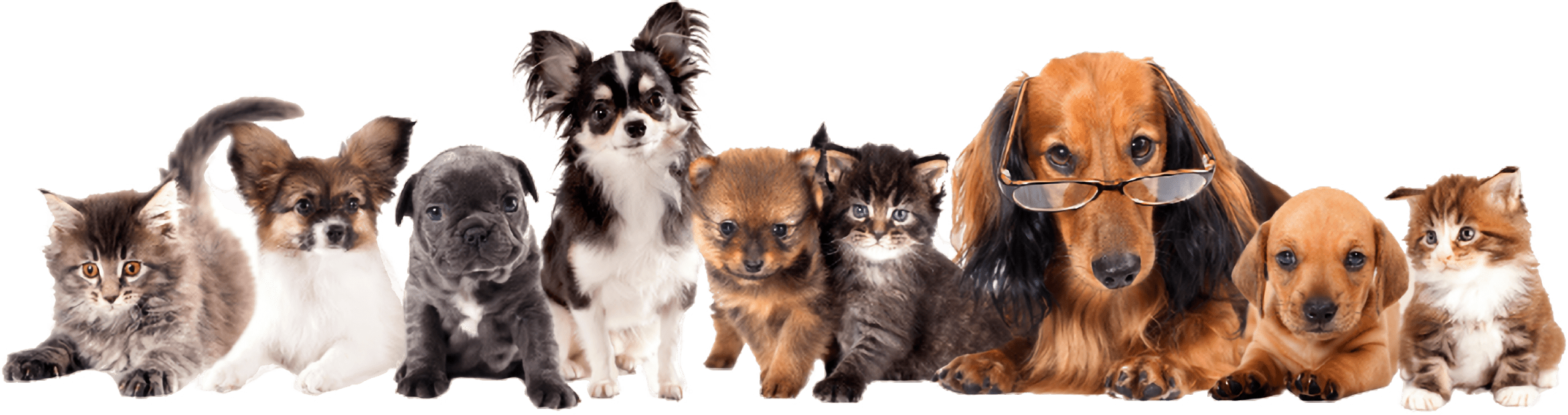 animals Contact Us