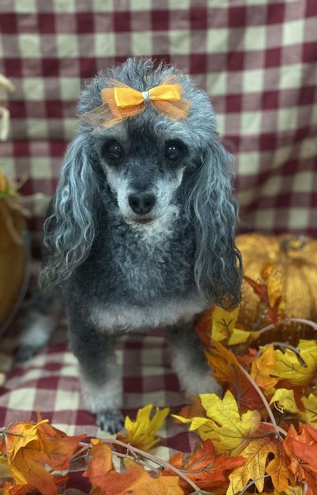 pet supplies fort smith