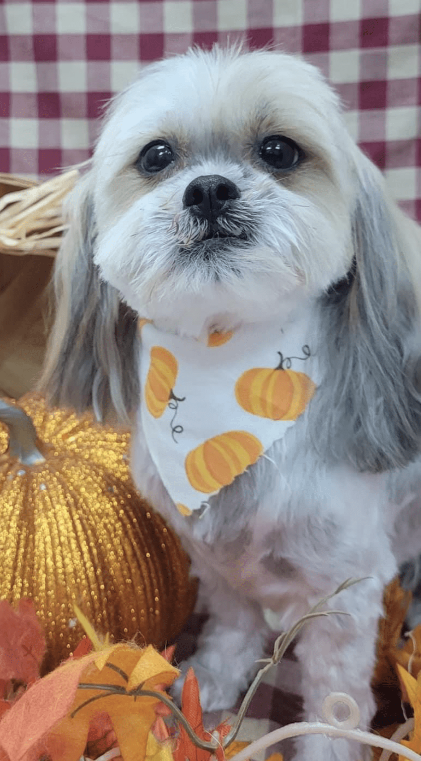 pet supplies fort smith