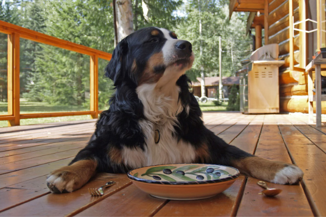 dog with plate