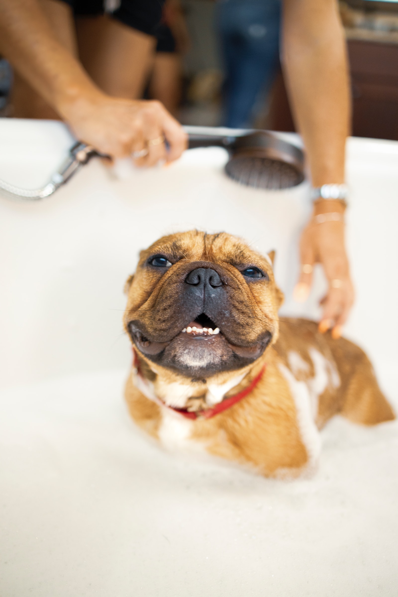 Pet Grooming, bathing
