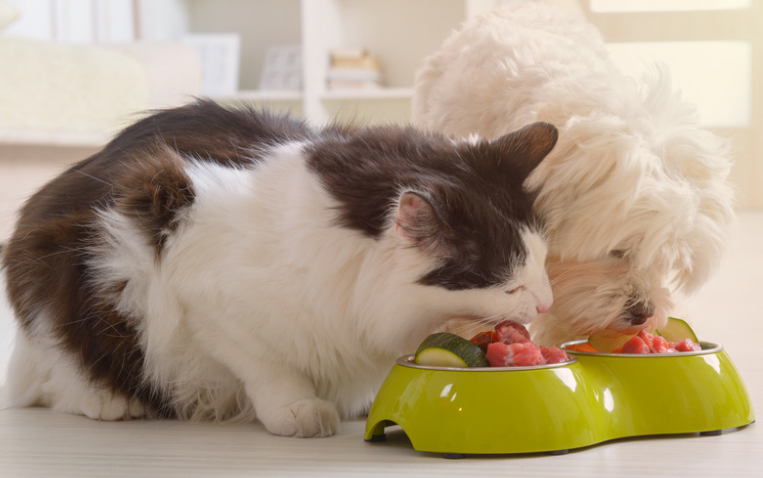 Dog & Cat Eating