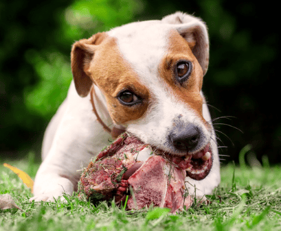 Dog Eating Raw bone