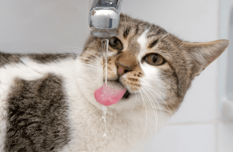 Parched1