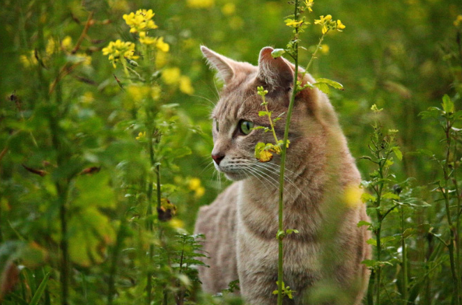 cat in field whole pet